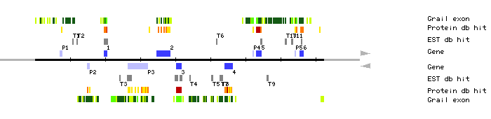 Gene organization of MRO11