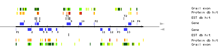 Gene organization of MSG15