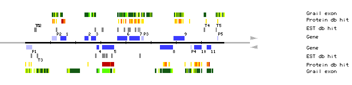 Gene organization of MSH12