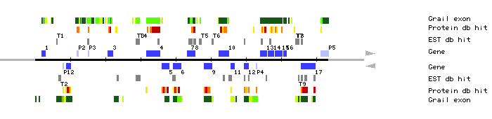 Gene organization of MSJ1