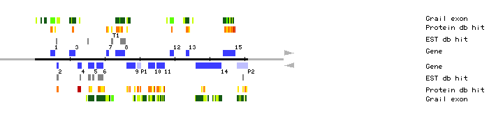 Gene organization of MSN9