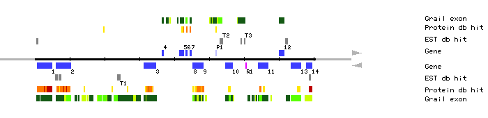 Gene organization of MTE17