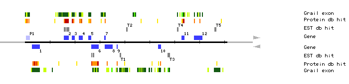Gene organization of MTG10