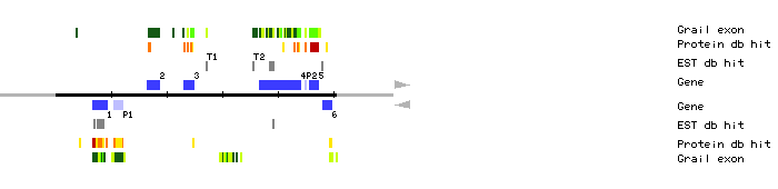 Gene organization of MTG13