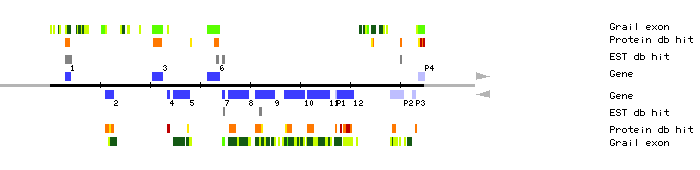 Gene organization of MTH12