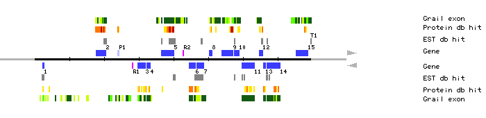 Gene organization of MTI20
