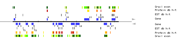 Gene organization of MUA2