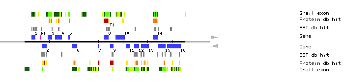 Gene organization of MUA22