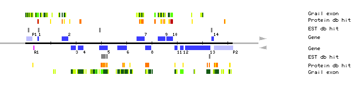 Gene organization of MUB3