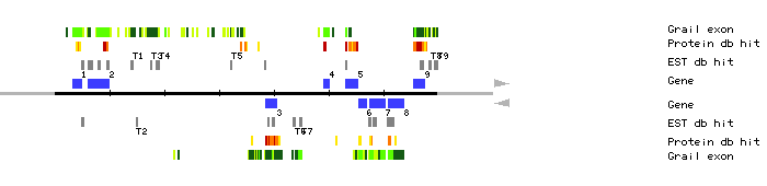 Gene organization of MUD21
