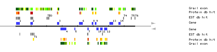 Gene organization of MUF9