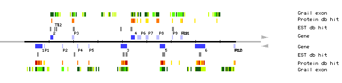 Gene organization of MUG13