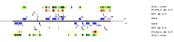 Gene organization of MUK11