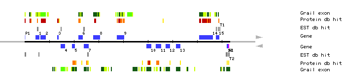 Gene organization of MUL8