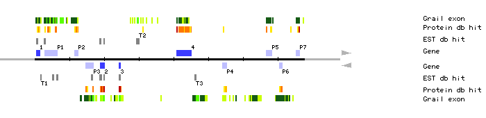 Gene organization of MUP24