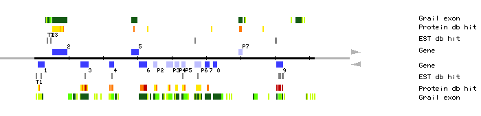 Gene organization of MVA3