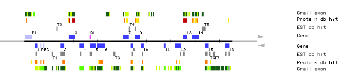 Gene organization of MWD9