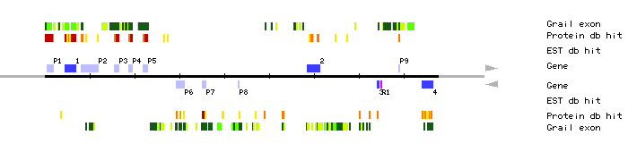Gene organization of MXA21
