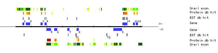 Gene organization of MXC20