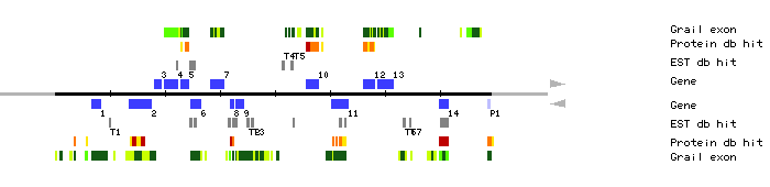 Gene organization of MXC9
