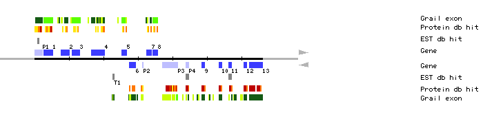 Gene organization of MXF12