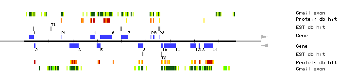 Gene organization of MXH1