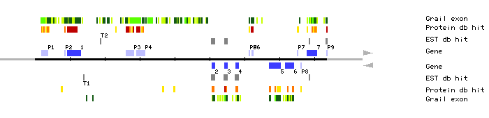 Gene organization of MXI10