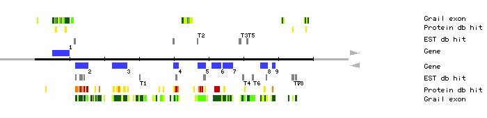 Gene organization of MXI22