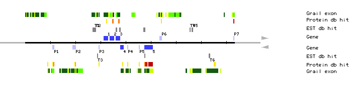 Gene organization of MXM12