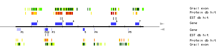 Gene organization of MYC6