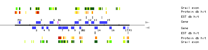 Gene organization of MYH19