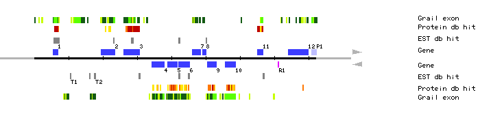 Gene organization of MYH9