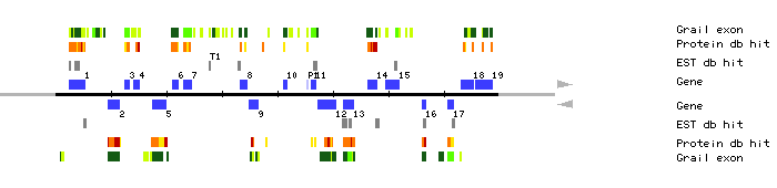 Gene organization of MZA15