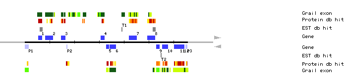 Gene organization of MZF18