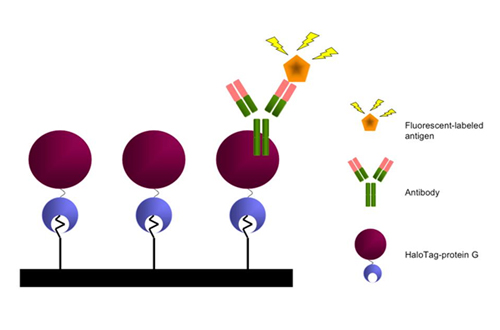 A schematic illustration of protein array