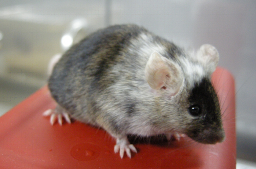 Development and application of next-generation model mice for human diseases