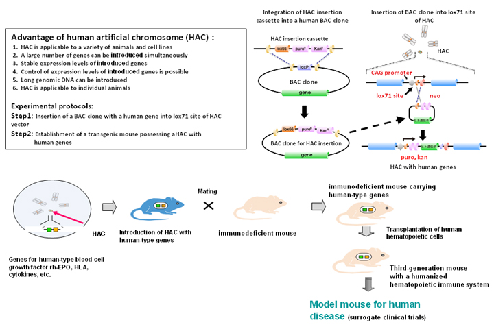 Subproject 1: Development of immunodeficient model mice reproducing an immunity environment closer to that of human by genetic engineering technology