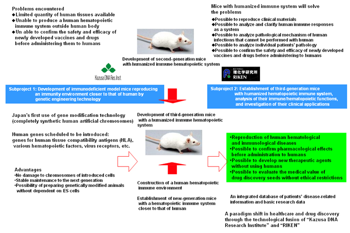 Subproject 2: Establishment of third-generation mice with humanized hematopoietic immune system, analysis of their immune/hematopoietic functions, and investigation of their clinical applications