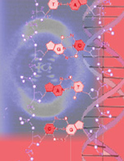 DNA分子はねじれたはしごのような形をしています。