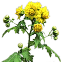 Chrysanthemum_seticuspe